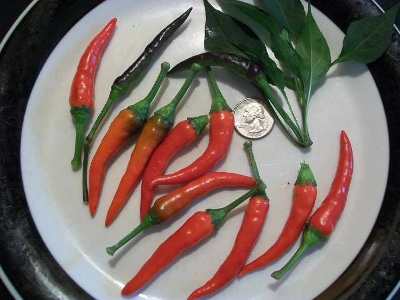 Hot Pepper Cayenne Purple 78 Day 50000 SHU Very Hot 25 | Etsy