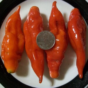 Hot Pepper PAPER LANTERN 80 day habanero 200,000 shu very hot 25 seeds image 2
