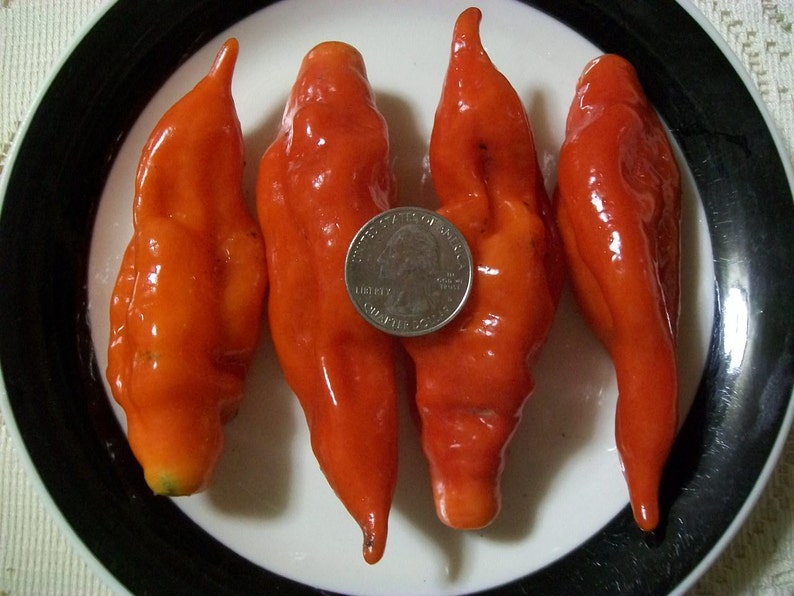 Hot Pepper PAPER LANTERN 80 day habanero 200,000 shu very hot 25 seeds image 2