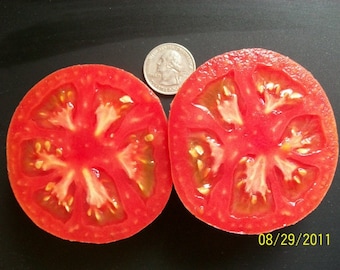 Heirloom Tomato- EARLY WONDER- 55 day rosy pink Determinate- 25 seeds