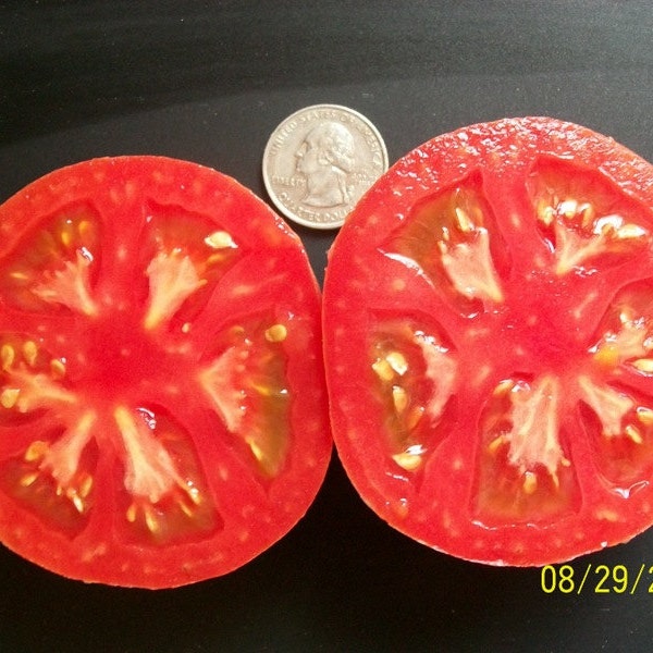 Heirloom Tomato- EARLY WONDER- 55 day rosy pink Determinate- 25 seeds