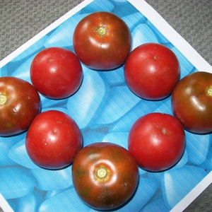 Heirloom Tomato- VIAGRA- 75 to 80 day- Chocolate- Indeterminate- I didn't name it- 25 seeds per pack