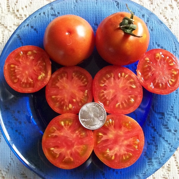 Heirloom Tomato- OREGON SPRING- 55 day red Determinate  25 seeds per pack