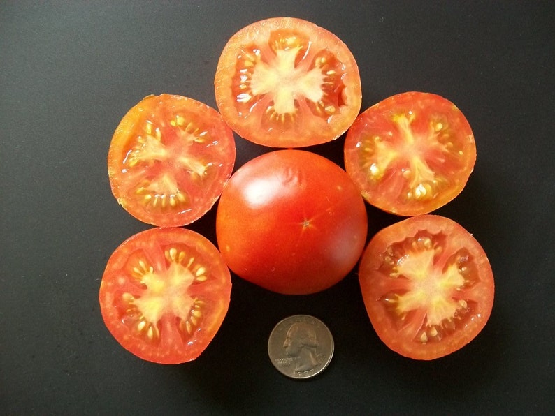 Cherry Tomato BLOODY BUTCHER red saladette 55 day INDETERMINATE 25 seeds image 1
