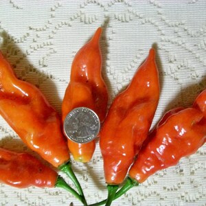 Hot Pepper PAPER LANTERN 80 day habanero 200,000 shu very hot 25 seeds image 6