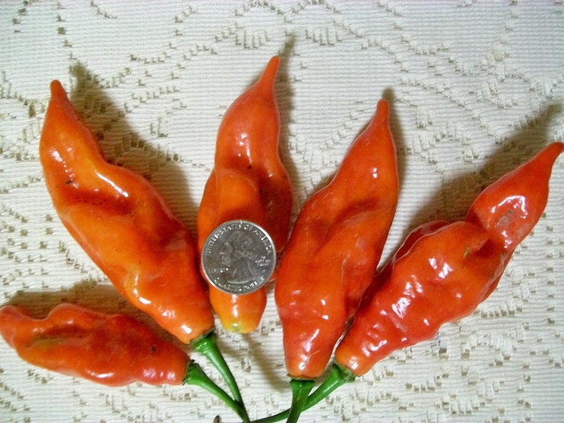 Hot Pepper PAPER LANTERN 80 day habanero 200,000 shu very hot 25 seeds image 6