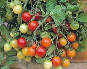 Cherry tomato- TUMBLER- 45 day hanging RED Determinate - 25 seeds per pack
