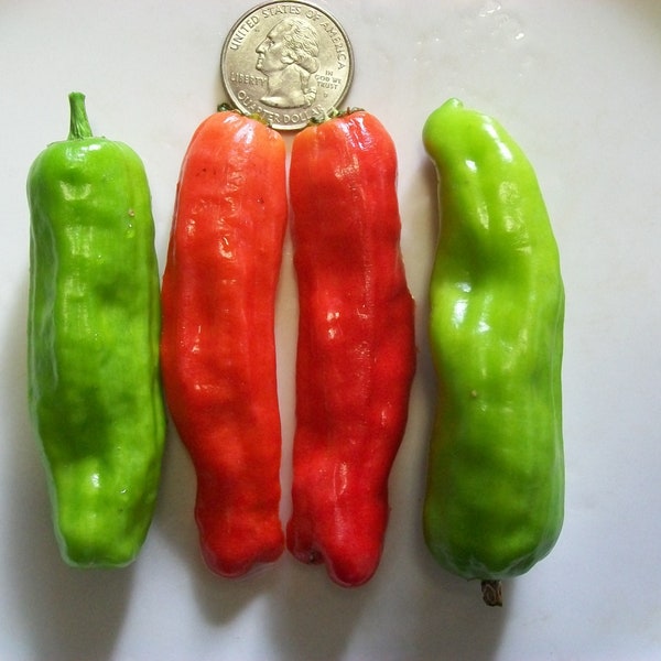 Sweet pepper- Melrose- Pepperoncini type- 55 to 70 days to harvest- 25 seeds