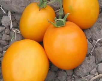 Heirloom Tomato- D'JENA LEE'S Golden Girl- 80 day ORANGE Indeterminate  25 seeds per pack