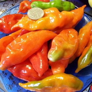 Hot Pepper PAPER LANTERN 80 day habanero 200,000 shu very hot 25 seeds image 8