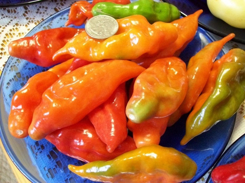 Hot Pepper PAPER LANTERN 80 day habanero 200,000 shu very hot 25 seeds image 8