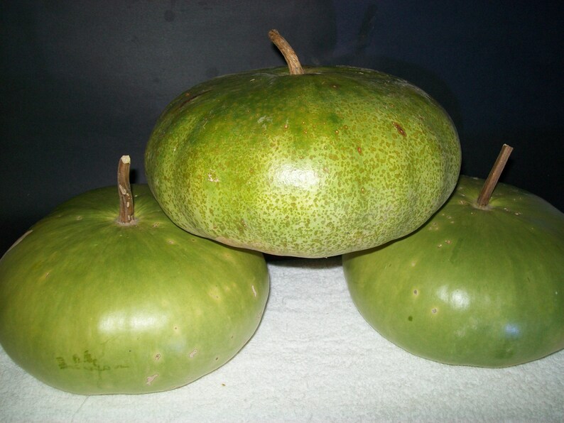 Gourd CANTEEN aka Corsican 120 days flat rate shipping 20 seeds image 4