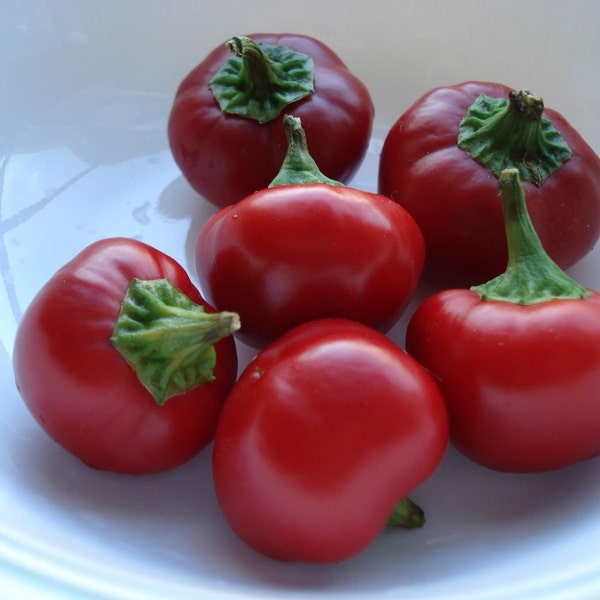 Sweet Pepper- CHERRY RED- bite sized- 75 days to harvest- 25 seeds