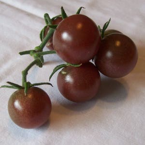 May include: A cluster of ripe, dark purple cherry tomatoes on a green vine. The tomatoes have a smooth, glossy surface and are arranged against a white background. The image highlights the fresh produce.