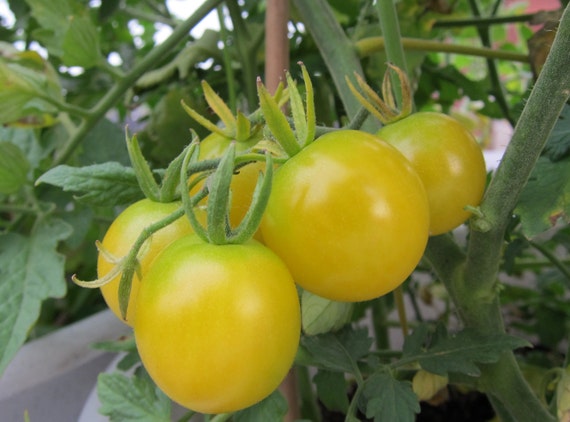 Gota en el tomate