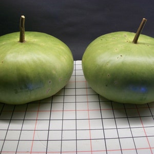 Gourd CANTEEN aka Corsican 120 days flat rate shipping 20 seeds image 7