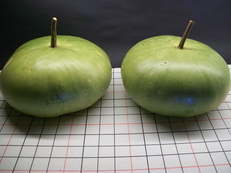 Gourd CANTEEN aka Corsican 120 days flat rate shipping 20 seeds image 7