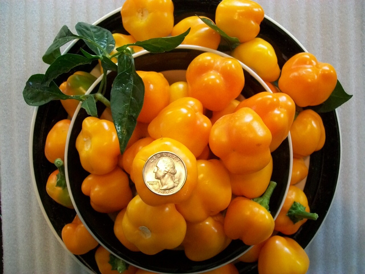 Sweet Pepper Baby Yellow 25 Seeds Etsy