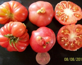Heirloom Tomato- AFRICAN TOGO- 75 day pink Indeterminate- extremely rare- 25 seeds per pack