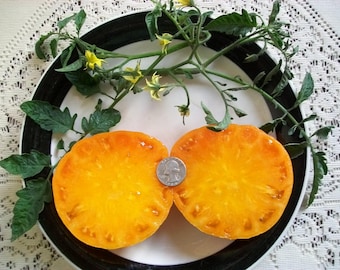 Heirloom Tomato- FLAME- aka hillbilly W.V.-80 day YELLOW  bicolor Indeterminate  25 seeds per pack