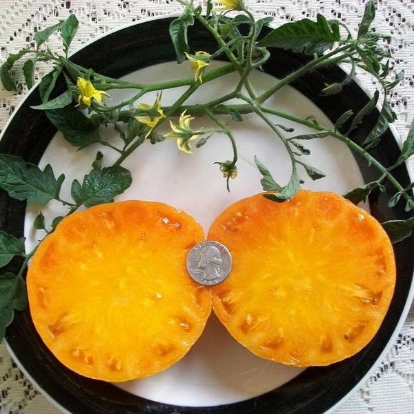 Heirloom Tomato- FLAME- aka hillbilly W.V.-80 day YELLOW  bicolor Indeterminate  25 seeds per pack