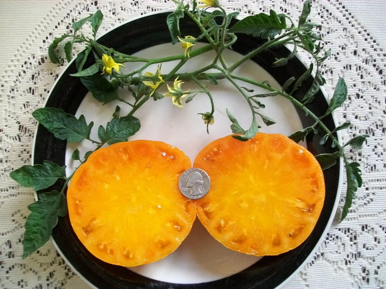 Heirloom Tomato DR WYCHE S 78 Day YELLOW Indeterminate 25 Seeds Per Pack