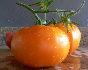 Heirloom Tomato- PERSIMMON- 80 day- ORANGE- Indeterminate - 25 seeds