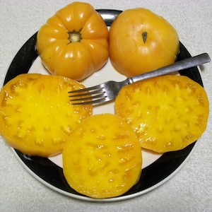 Heirloom Tomato- KELLOGG&#39;S BREAKFAST- 80 to 90 day- orange- Indeterminate- 25 seeds