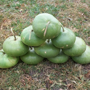 Gourd CANTEEN aka Corsican 120 days flat rate shipping 20 seeds image 5