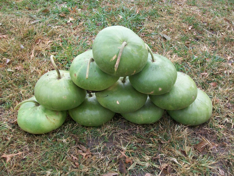 Gourd CANTEEN aka Corsican 120 days flat rate shipping 20 seeds image 5