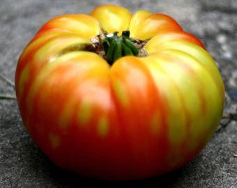 Heirloom tomato- BIG RAINBOW- 80 TO 85 day-  orange and red Indeterminate- 25 seeds per pack