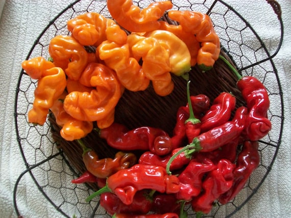 Hot Pepper- Peter Pepper Red- Embarrassingly Funny X-rated Hot