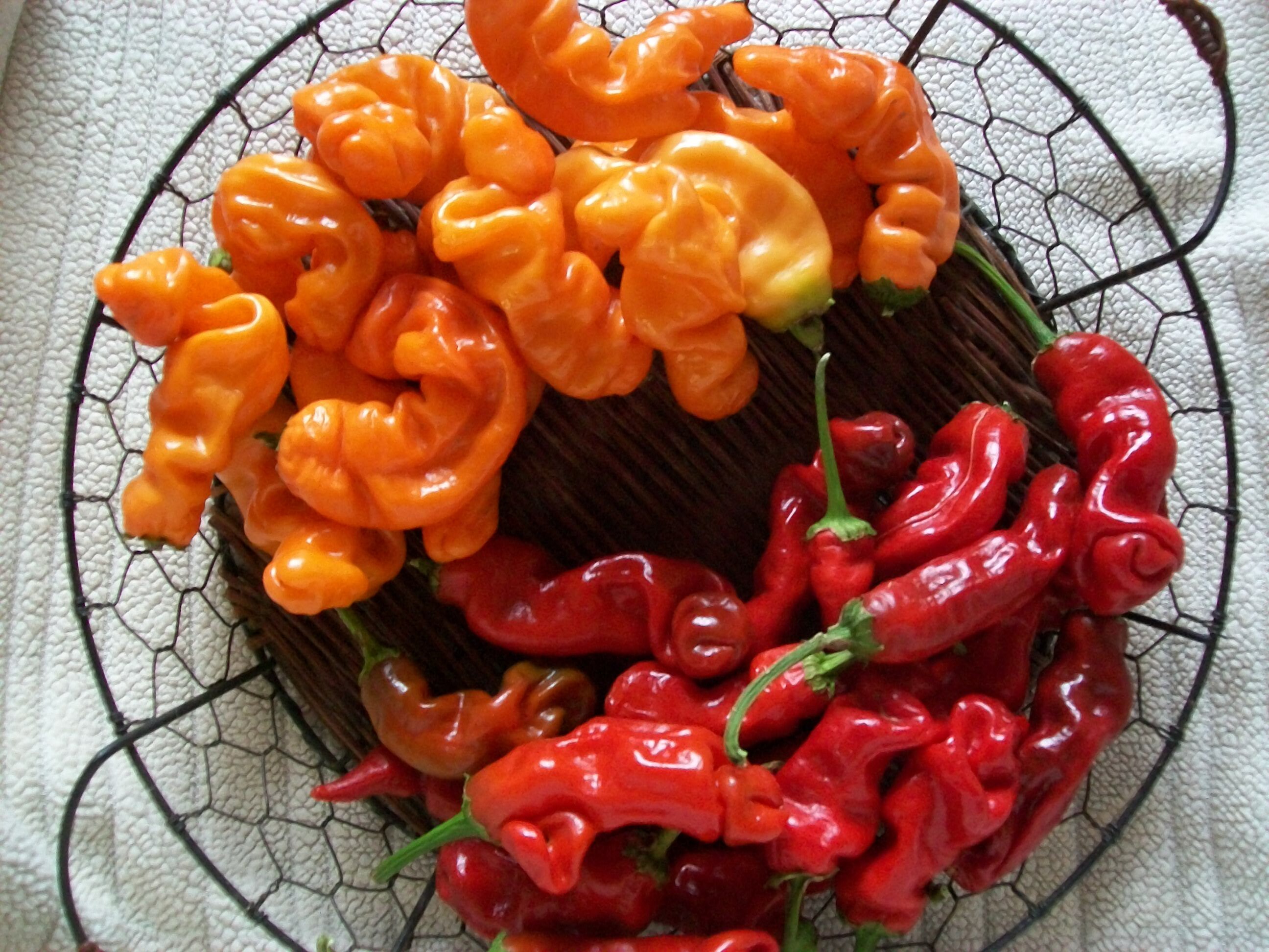 Hot Pepper- Peter Pepper Red- Embarrassingly Funny X-rated Hot