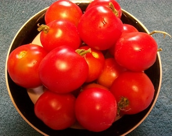 Heirloom Tomato- STUPICE- 52 day- RED- Indeterminate  25 seeds per pack