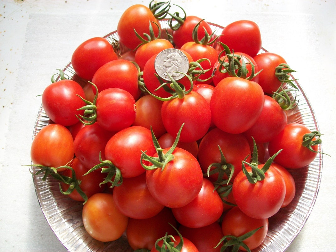 Cherry Tomato GARDENER'S DELIGHT Red Heirloom 65 Day Indeterminate 25