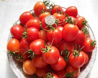 Cherry Tomato- GARDENER'S DELIGHT- red heirloom- 65 day- Indeterminate- 25 seeds