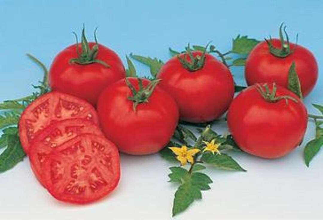 Heirloom Tomato MOSKVICH 60 Day RED Indeterminate 25 Seeds Etsy