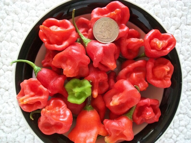 Hot Pepper CROWN Aka Friar's Cap 90 Day Etsy