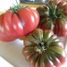 see more listings in the Tomato section
