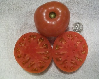 Heirloom Tomato- CRNKOVIC Yugoslav- 85 day red Indeterminate-  25 seeds per pack