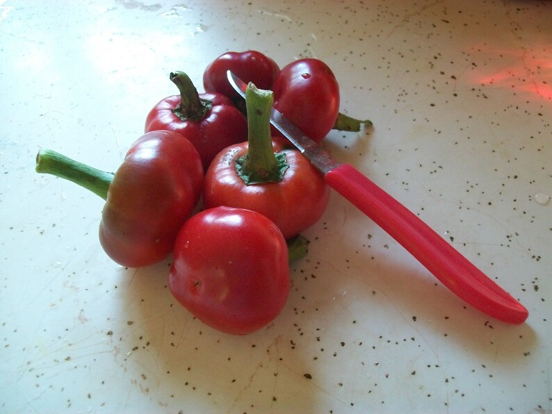 Hot Pepper Satan's Kiss 76 Days 50000 Shu Very Hot Etsy