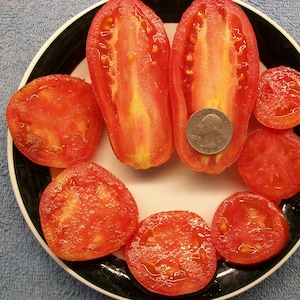 May include: A plate of sliced red tomatoes, including two halves and several round slices. A U.S. quarter coin is placed next to the tomato halves for size comparison. The tomatoes are on a white plate with a black and green rim.