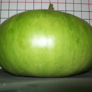 Gourd CANTEEN aka Corsican 120 days flat rate shipping 20 seeds image 1