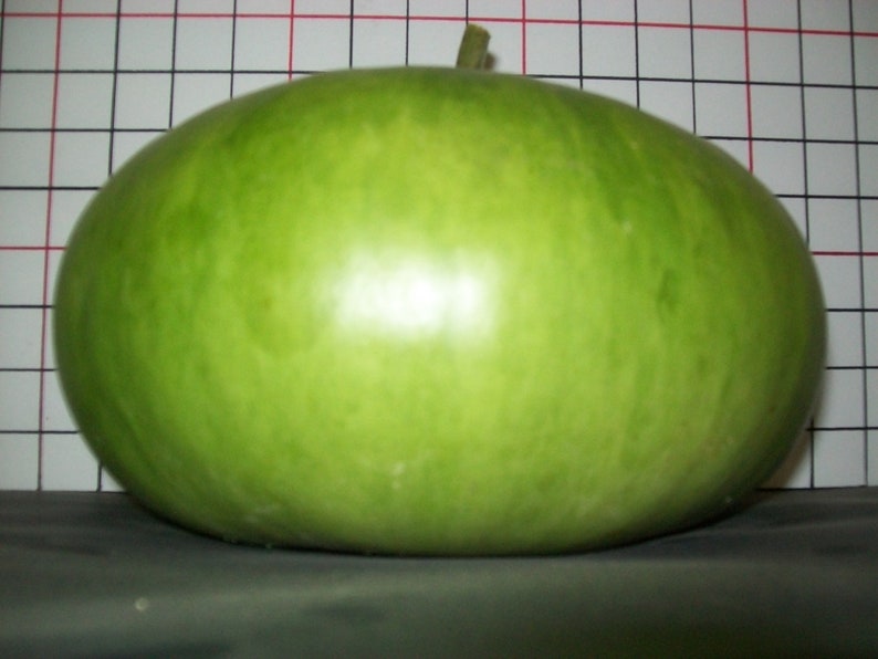 Gourd Canteen aka Corsican 120 days 20 seeds combined Etsy