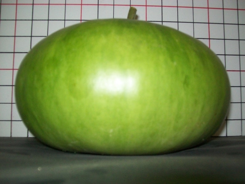 Gourd CANTEEN aka Corsican 120 days flat rate shipping 20 seeds image 1