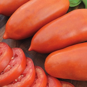 Paste tomato- SAN MARZANO Compact- 70 to 90 day- RED- Determinate- great container plant- 25 seeds