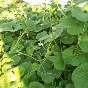 Gourd CANTEEN aka Corsican 120 days flat rate shipping 20 seeds image 9