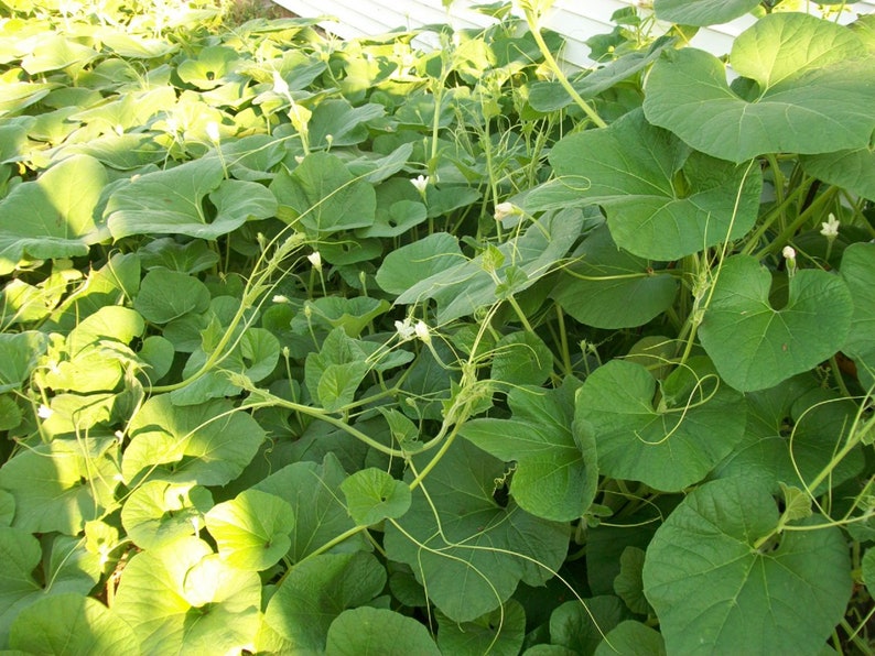 Gourd CANTEEN aka Corsican 120 days flat rate shipping 20 seeds image 9