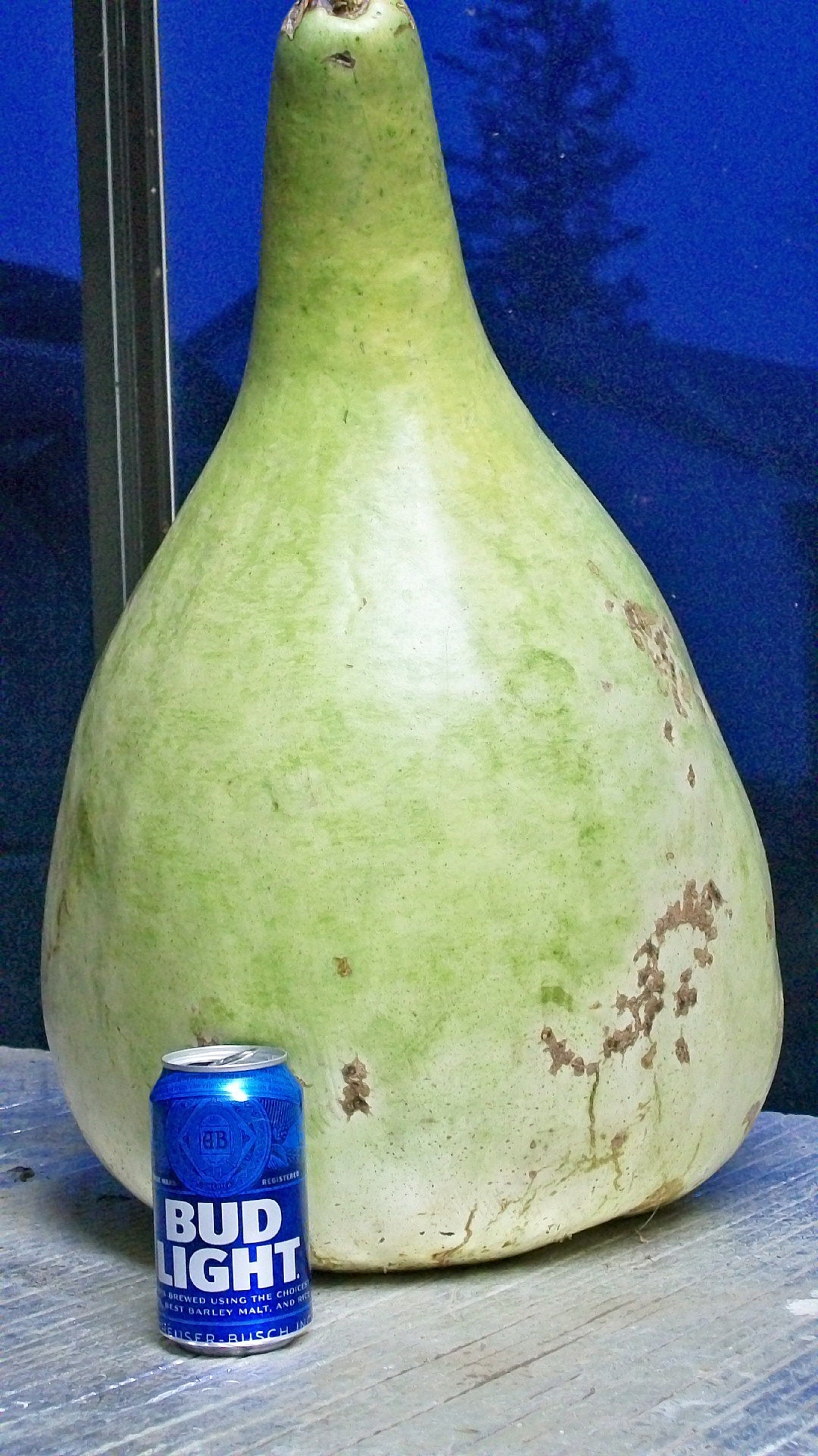 Gourd African Wine Kettle Huge art specimen Outstanding Etsy