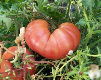 Heirloom tomato- BIG DWARF- 60 day- PINK Determinate- big fruit on a small plant-  25 seeds per pack